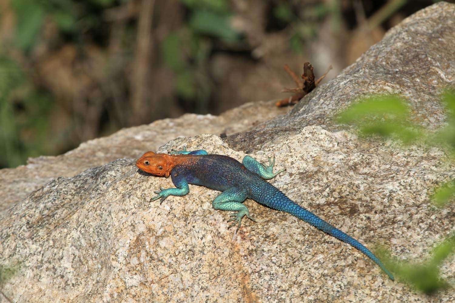 Image of Agama lionotus dodomae Loveridge 1923