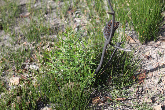 Image of Banksia neoanglica (A. S. George) Stimpson & J. J. Bruhl