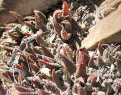 Image of Haworthiopsis scabra (Haw.) G. D. Rowley