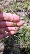 Image of Cyperus neochinensis (Tang & F. T. Wang) Bauters