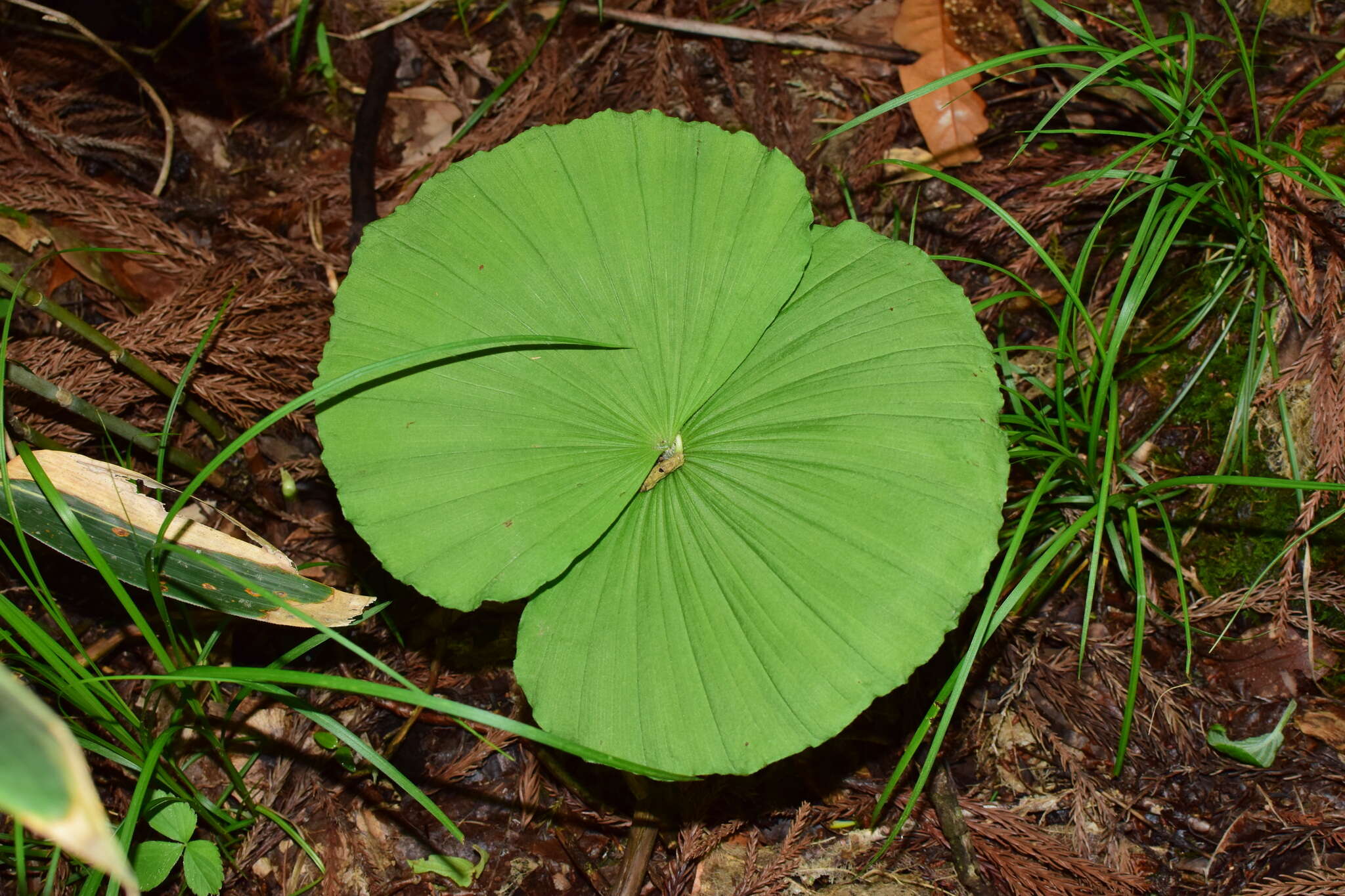 Image of Korean ladyslipper