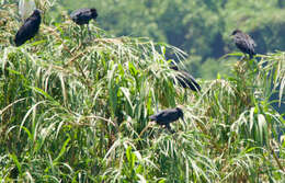 Image of Black Egret