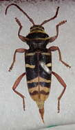 Image of Plagionotus