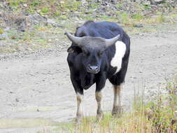 Image of Gaur