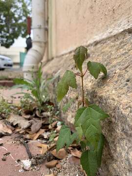 Imagem de Acer buergerianum Miq.