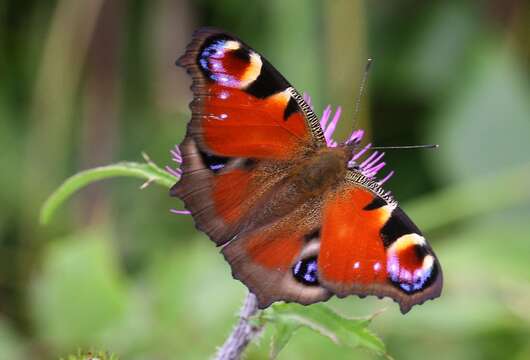 Imagem de Aglais io geisha (Stichel 1908)