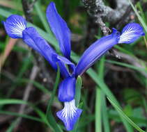 Image of Iris sintenisii Janka