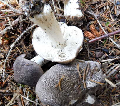 Image of Tricholoma atrosquamosum Sacc.