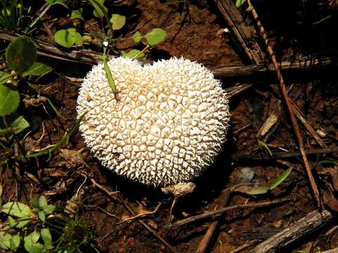 Image of Lycoperdon curtisii Berk. 1873