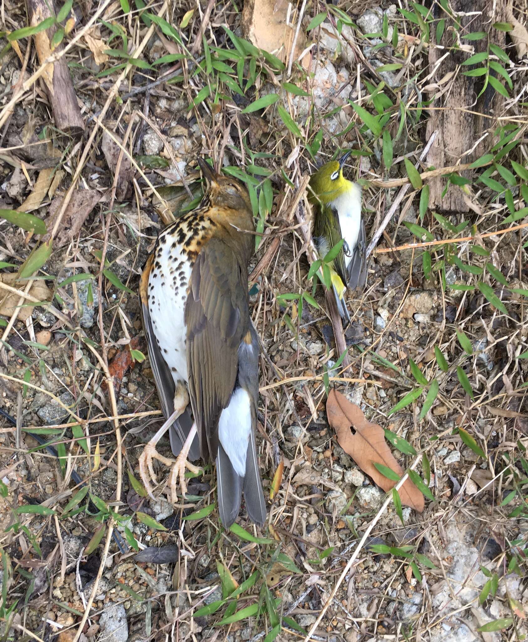 Image of Swinhoe's White-eye