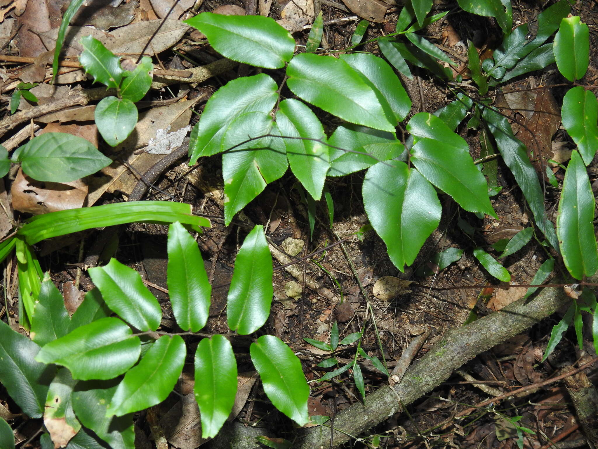 Image of Pellaea paradoxa (R. Br.) Hook.