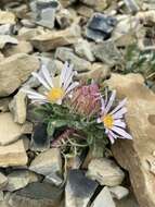 Image of cushion Townsend daisy