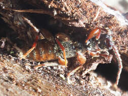 Image of Brown spruce longhorn beetle