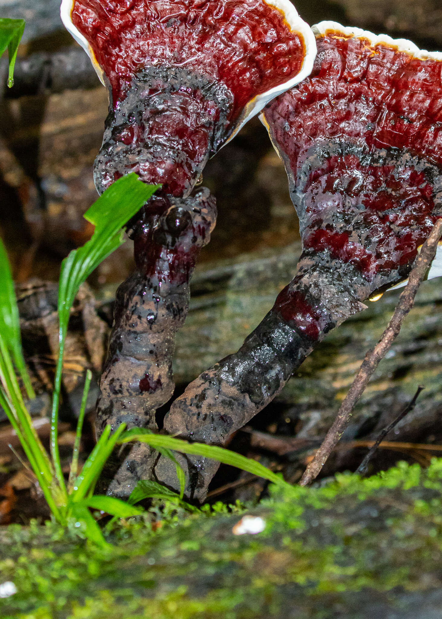 Image of Ganoderma longistipitatum Ryvarden 2000