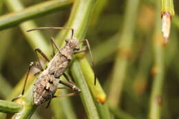 Image de Melanacanthus margineguttatus Distant 1911