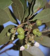 Слика од Arctostaphylos manzanita subsp. elegans (Eastw.) P. V. Wells