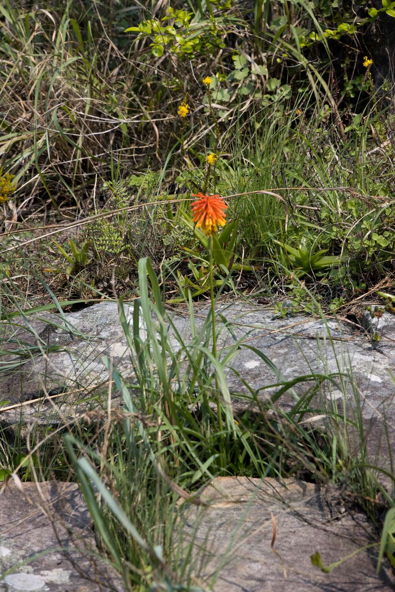 Image of Kniphofia coddiana Cufod.