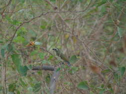 Image of Saltator striatipectus flavidicollis Sclater & PL 1860