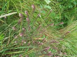 Image of red bartsia