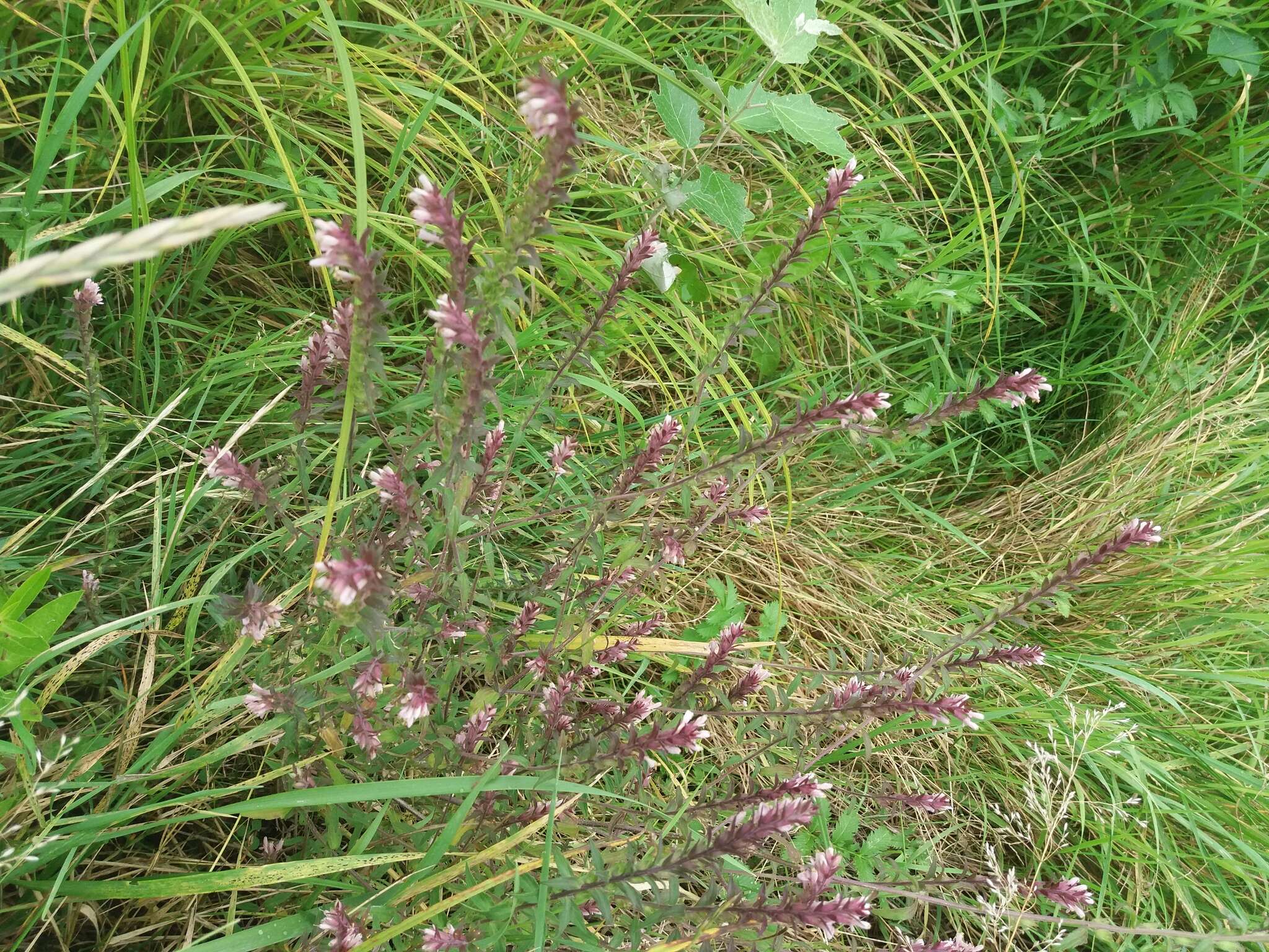 Image of red bartsia