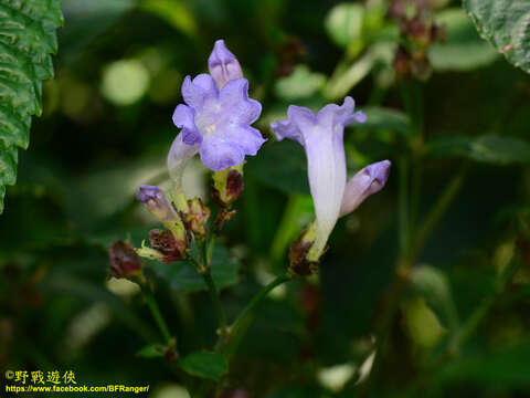 Image of Strobilanthes formosana S. Moore