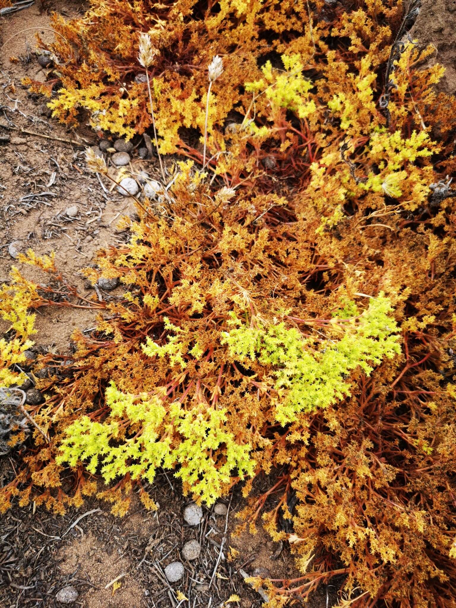 Image of Lastarriaea chilensis Remy