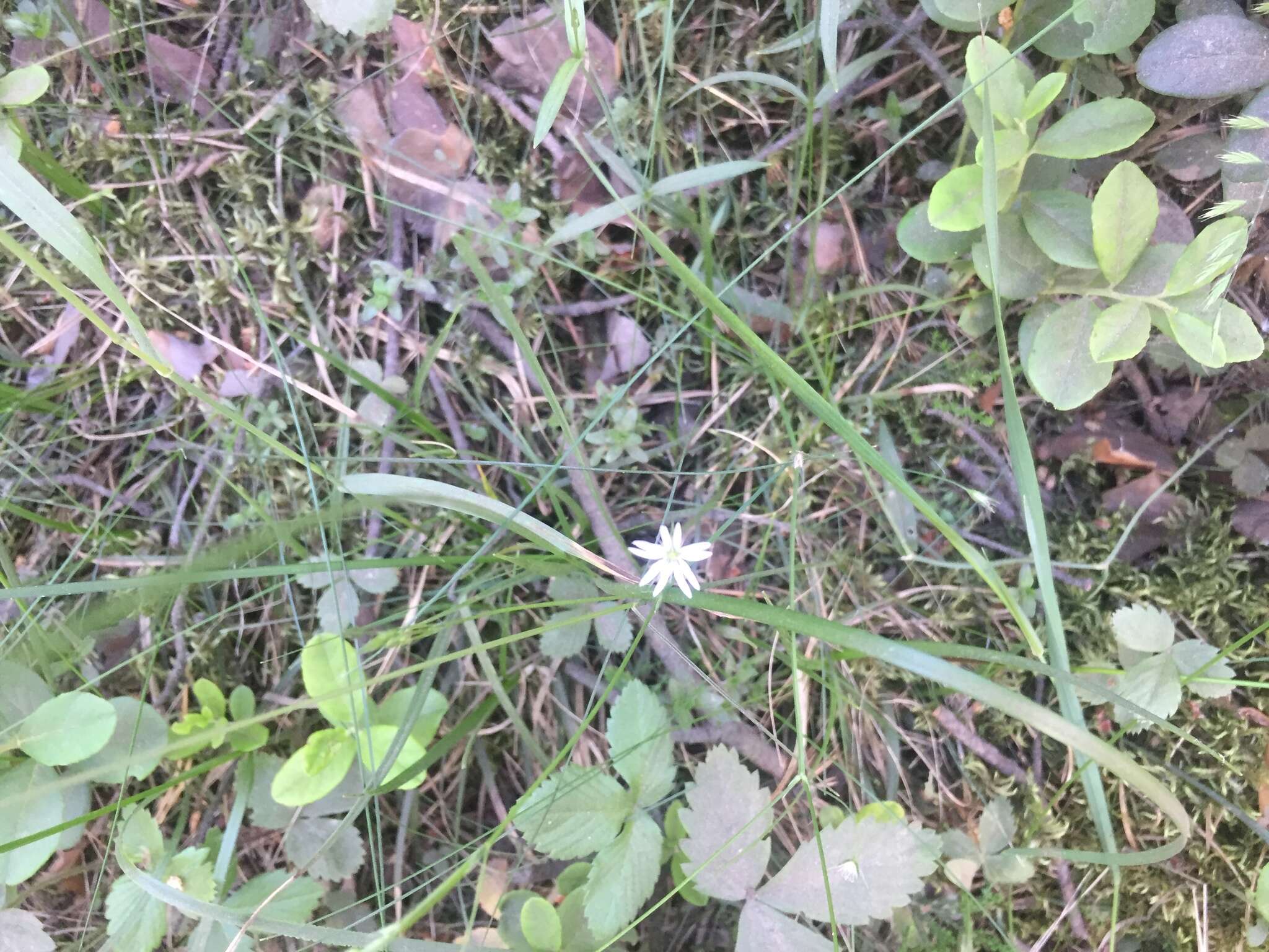 Image of marsh stitchwort