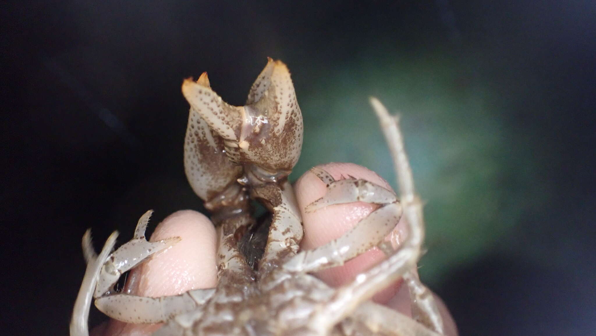 Image of Cambarus striatus Hay 1902