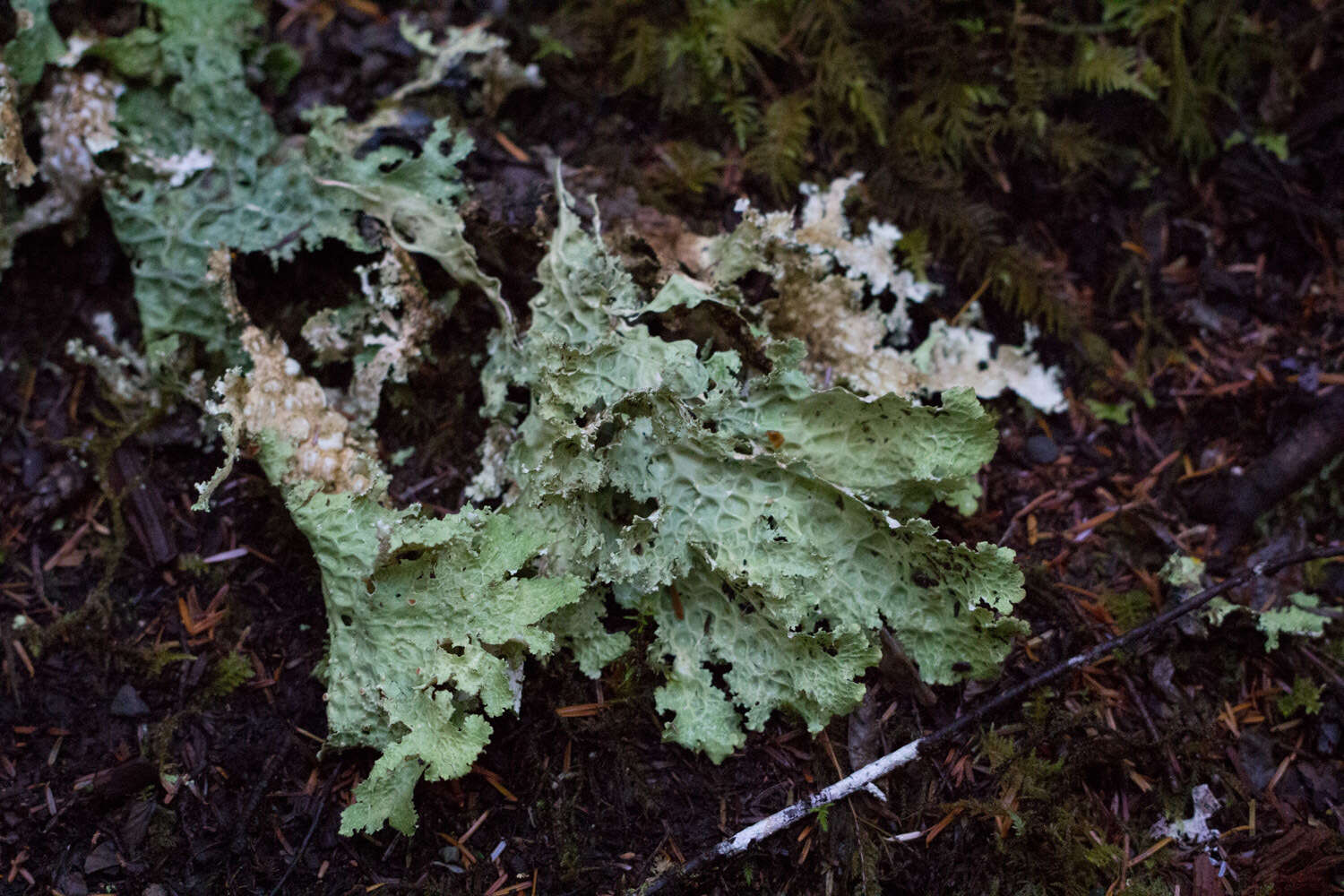 Image of Oregon lung lichen