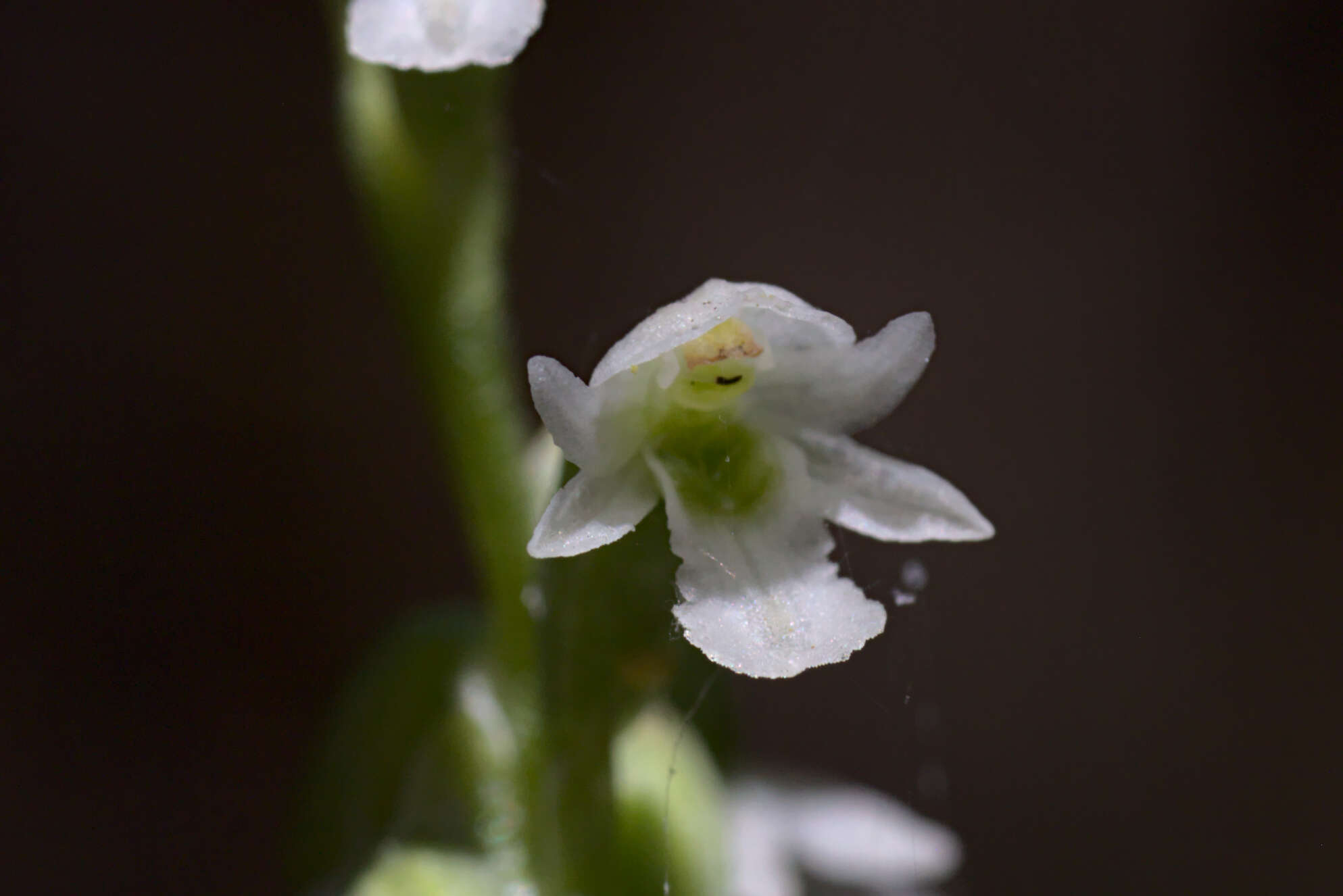 Image of Beautiful mignonette orchid