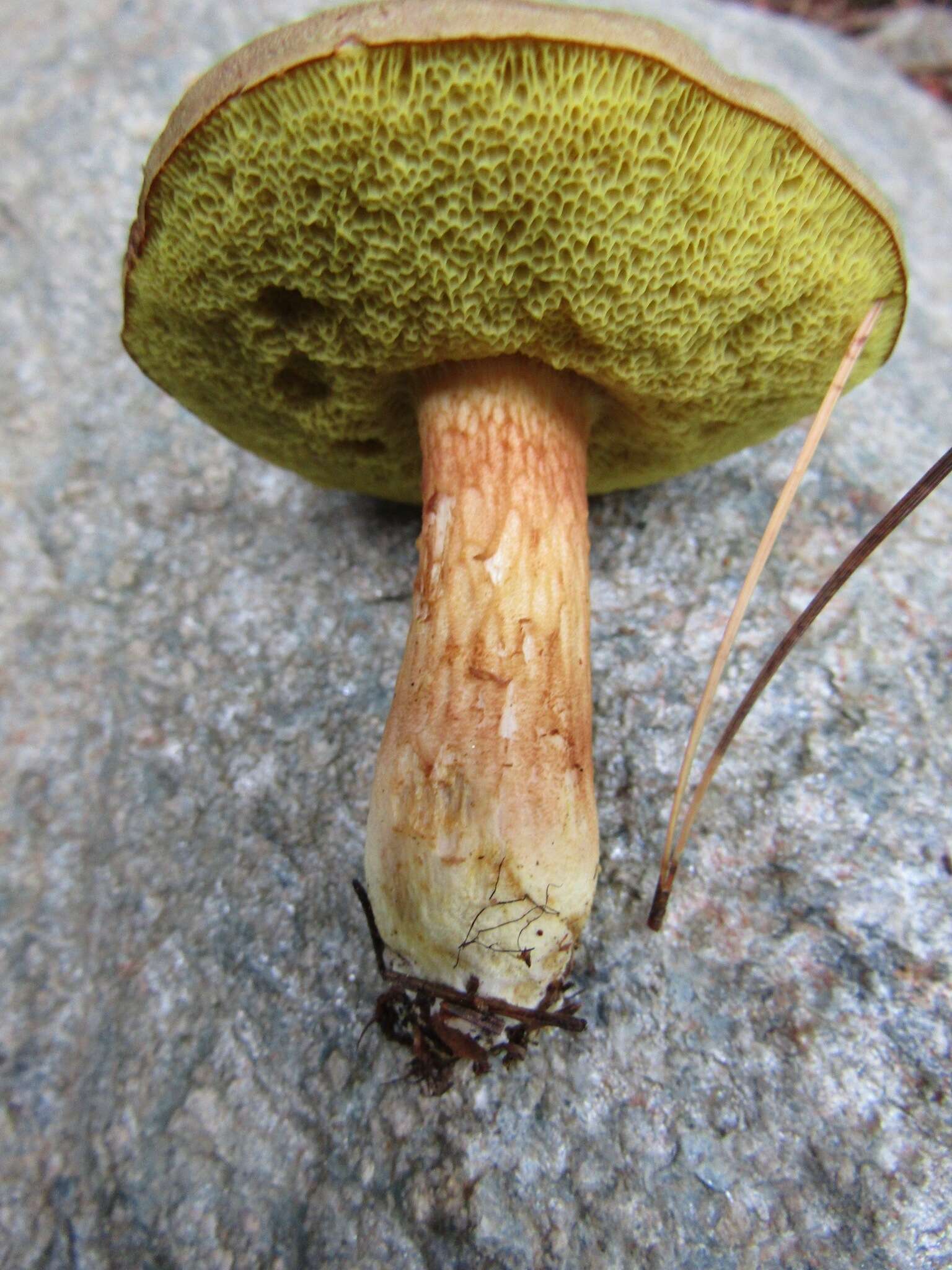 Image of Boletus ferrugineus Schaeff. 1774