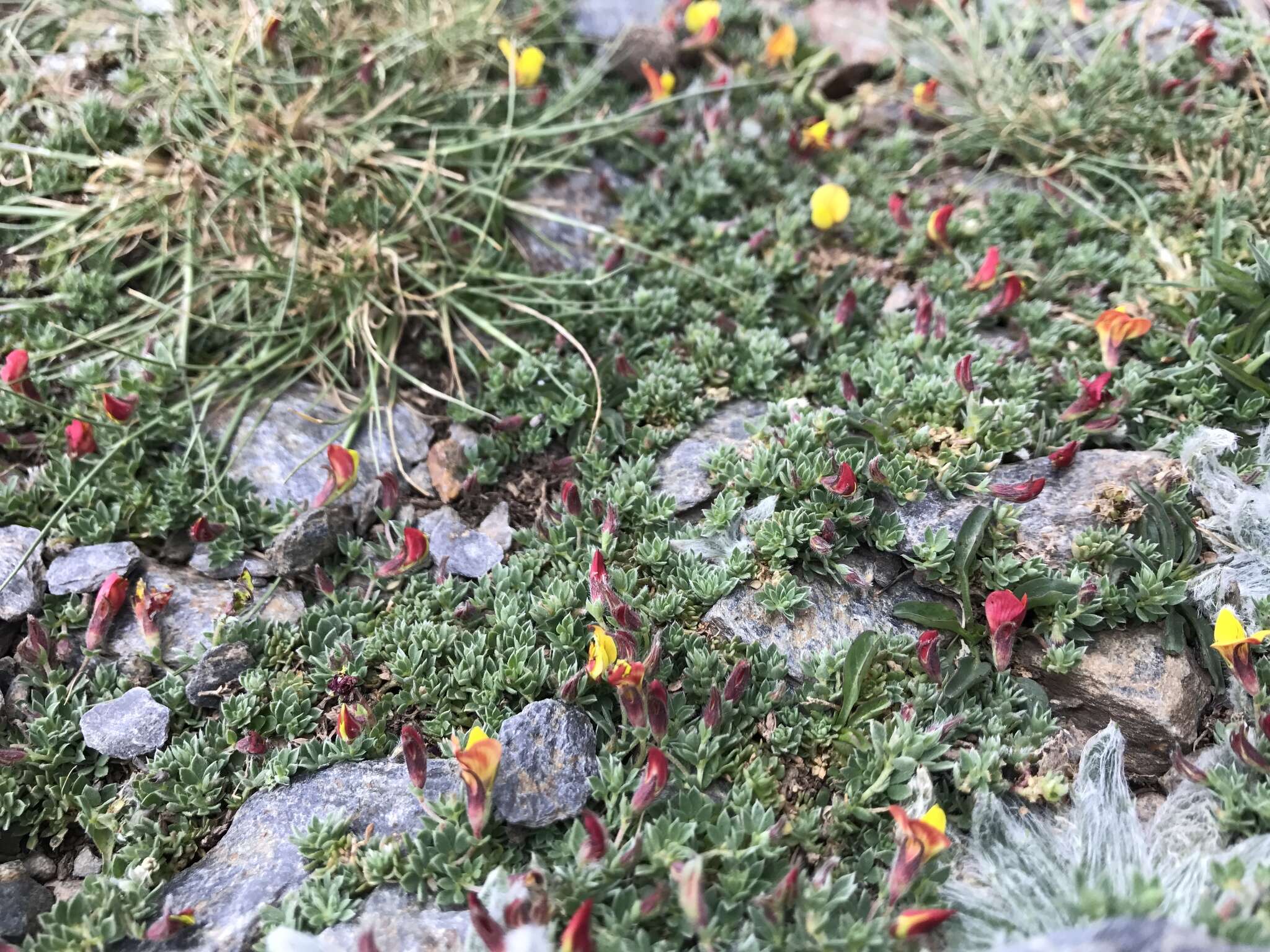 Image of Lotus corniculatus subsp. glacialis