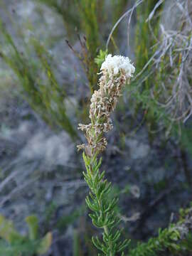 Image of Selago scabrida Thunb.