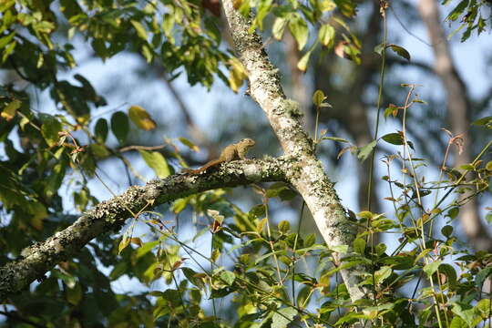 Image of Boehm's Bush Squirrel