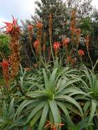 Image of candelabra aloe