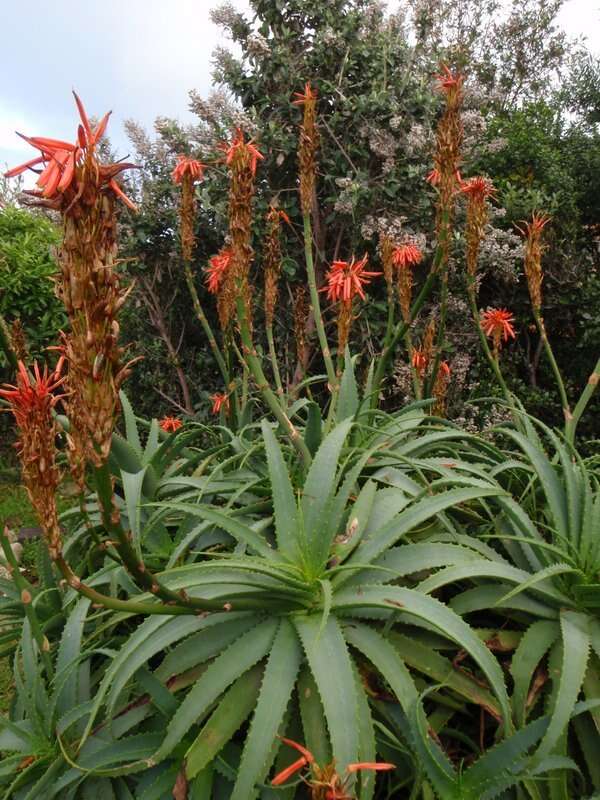 Image of candelabra aloe