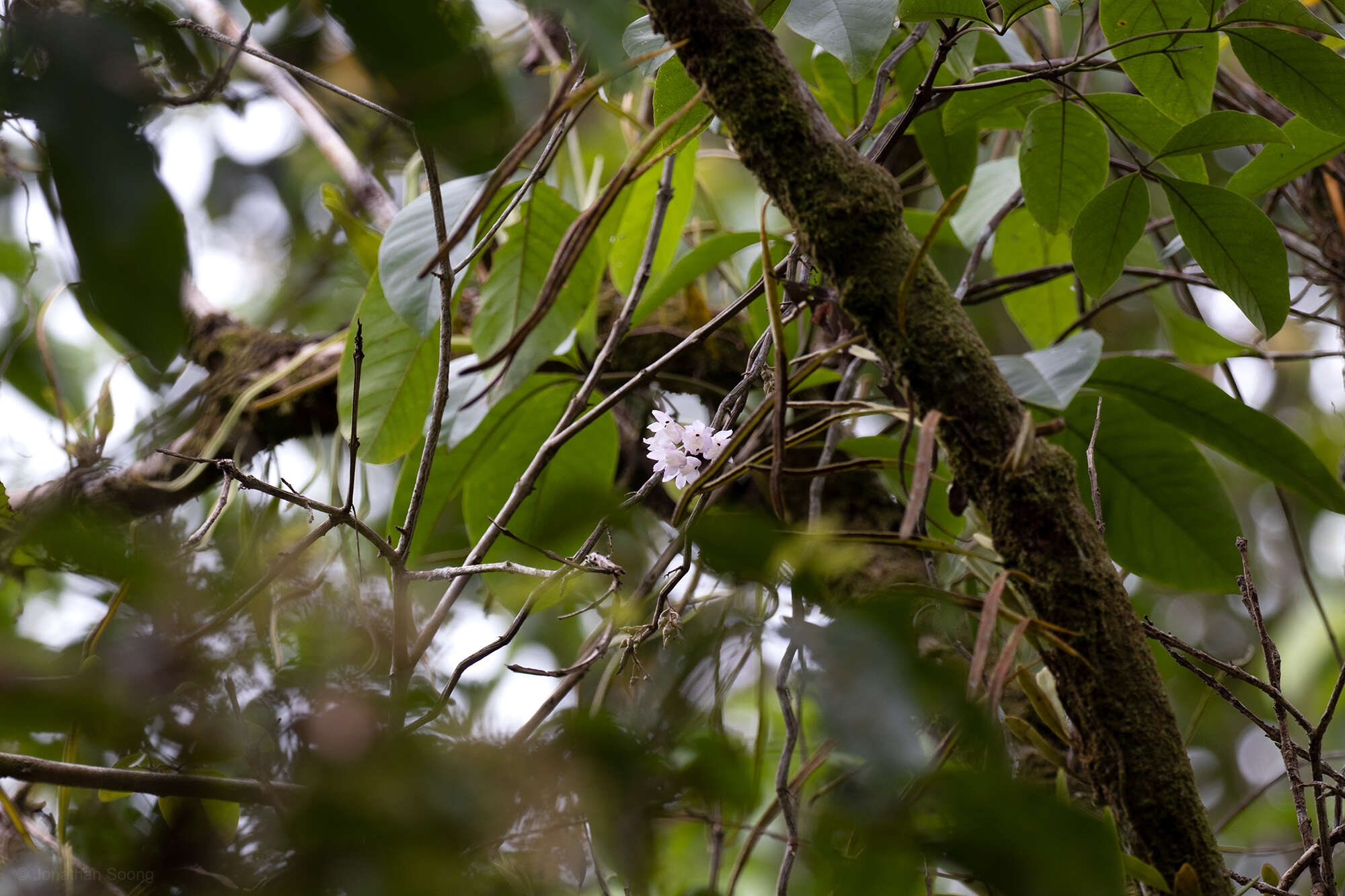 Image of Dendrobium linguella Rchb. fil.