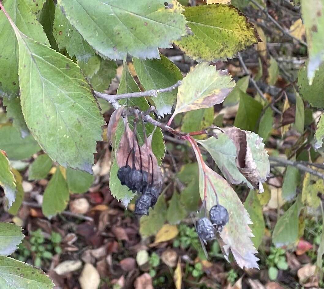 Imagem de <i>Crataegus gaylussacia</i>