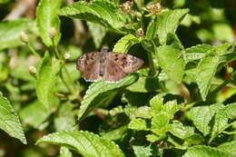 صورة Erynnis tristis Boisduval 1852