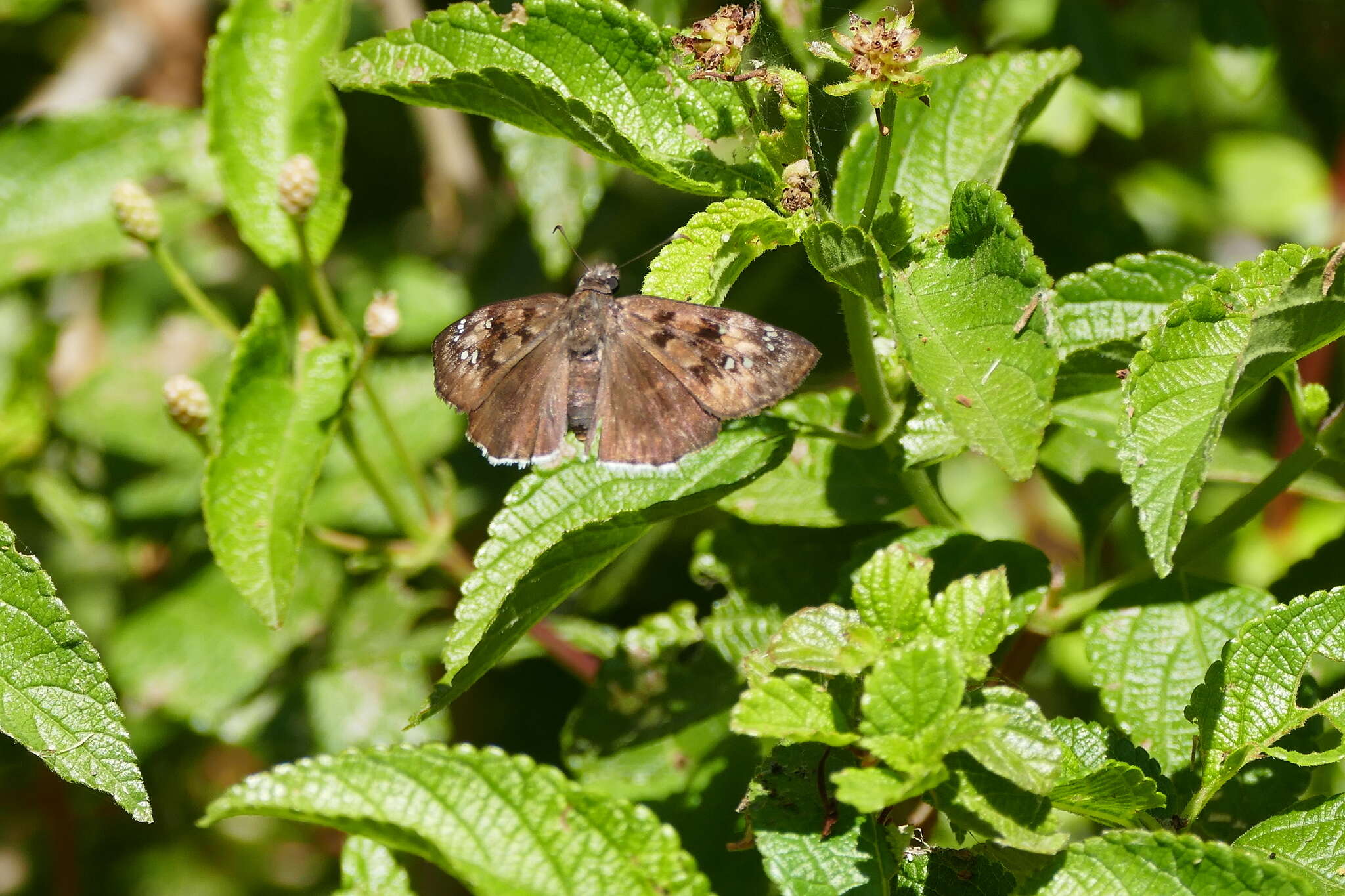 Image of Mournful Duskywing