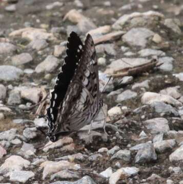 Image of <i>Charaxes <i>achaemenes</i></i> achaemenes