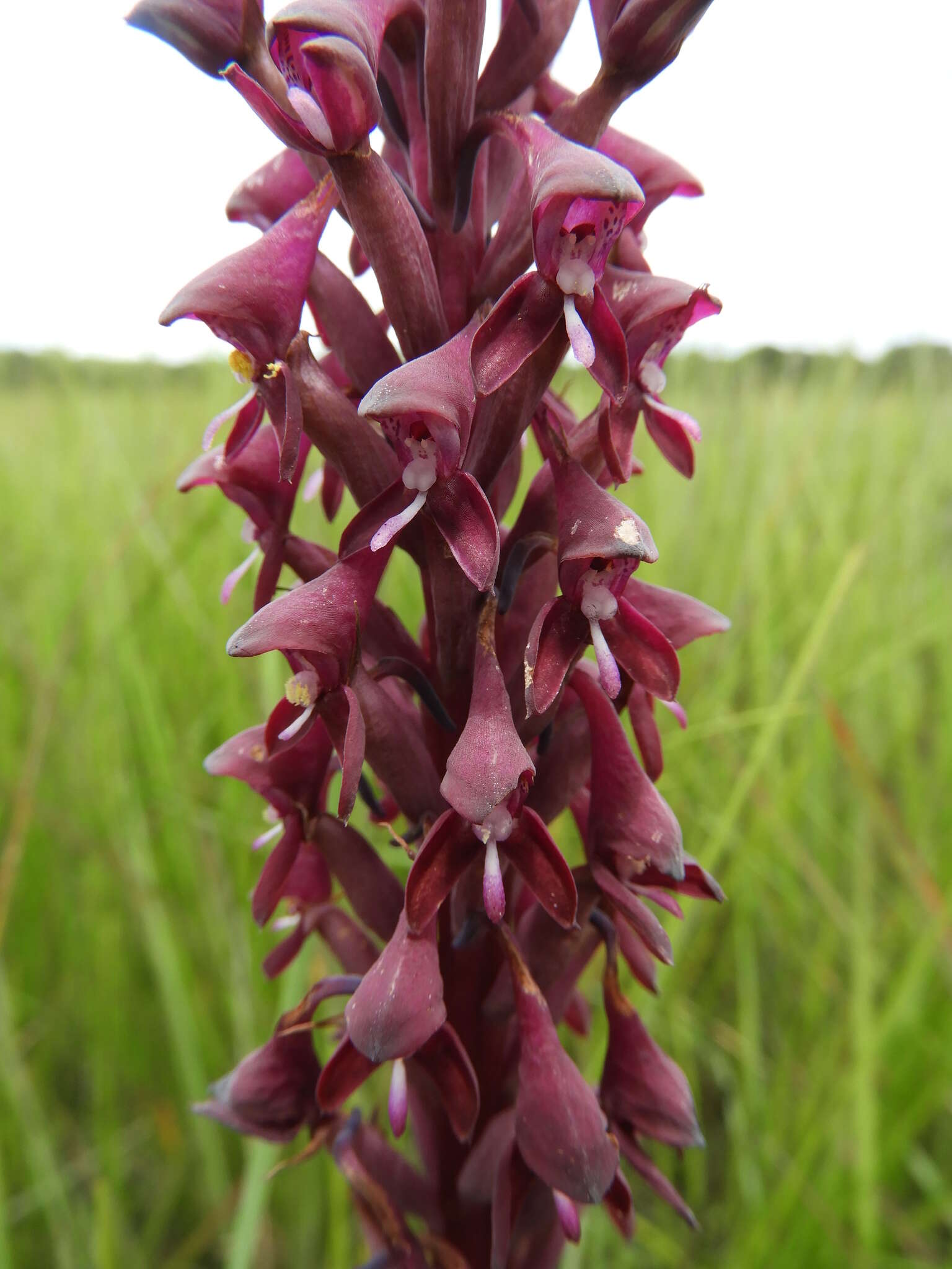 Image de Disa hircicornis Rchb. fil.