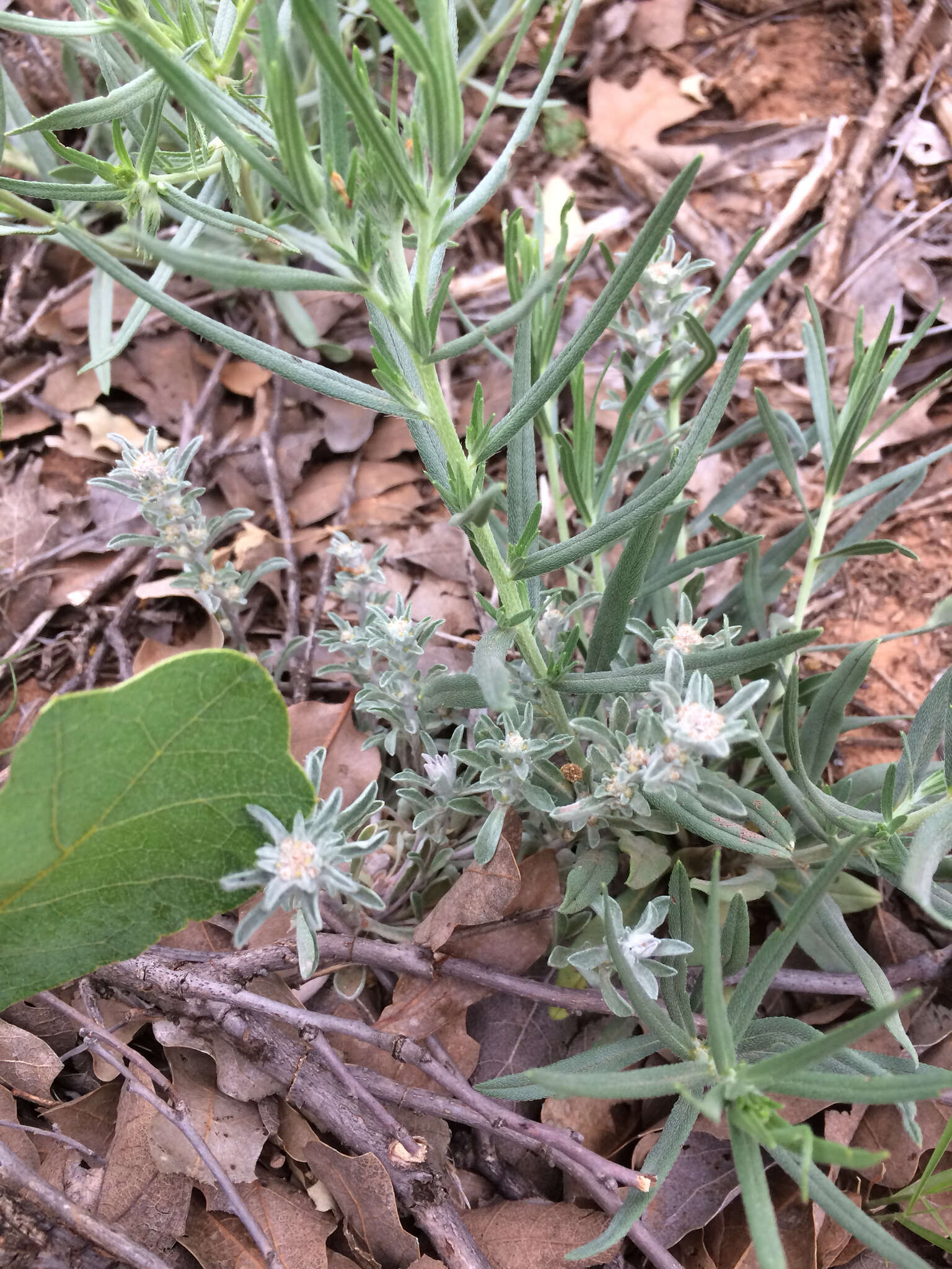 Image of silver pygmycudweed