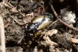 Image of <i>Geocoris ater</i>