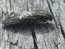 Image of Buprestis nutalli Kirby 1837