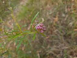 Image of Grevillea leiophylla F. Müll. ex Benth.