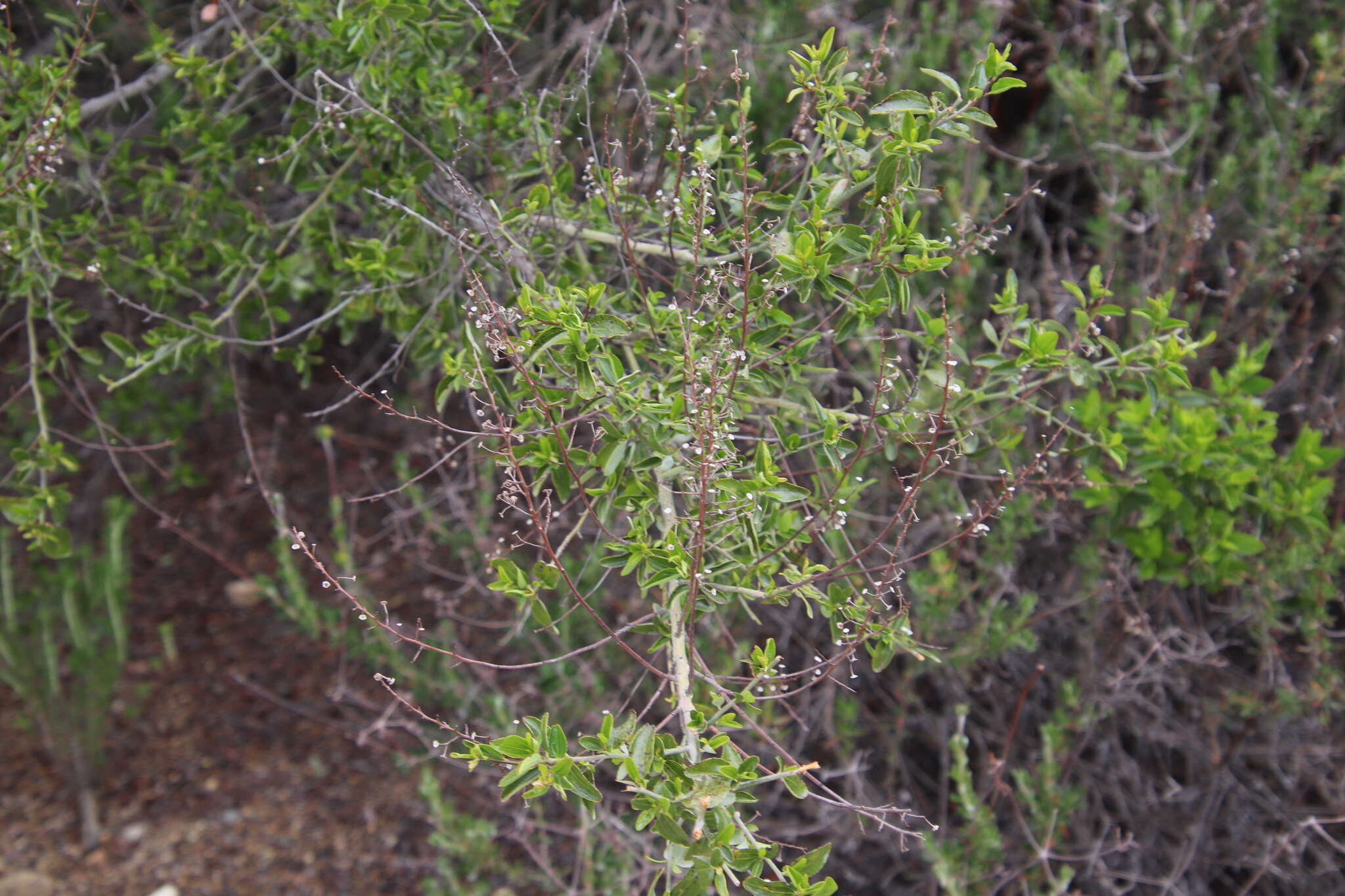 Image of San Diego buckbrush