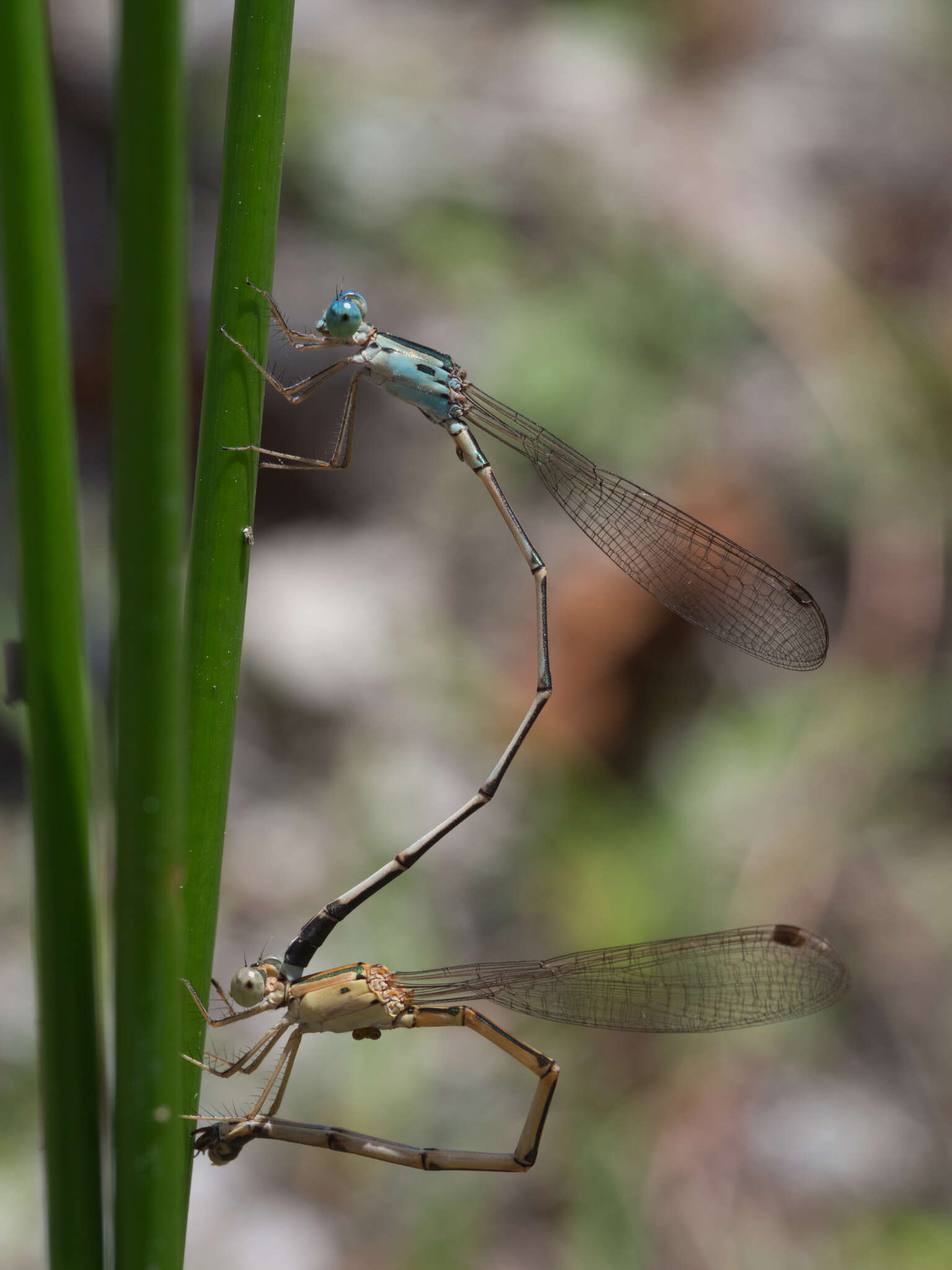 Image of Indolestes lafaeci Seehausen 2017