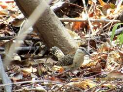 Image of Veracruz Wren