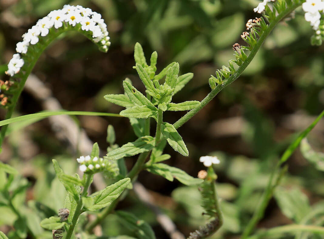 Image of Common veld heliotrope